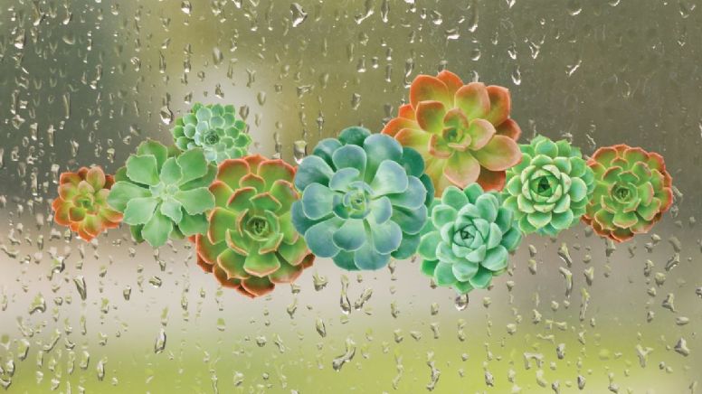 Cómo proteger a las suculentas de las lluvias