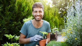 Cómo cuidar la planta del dinero: consejos de profesionales