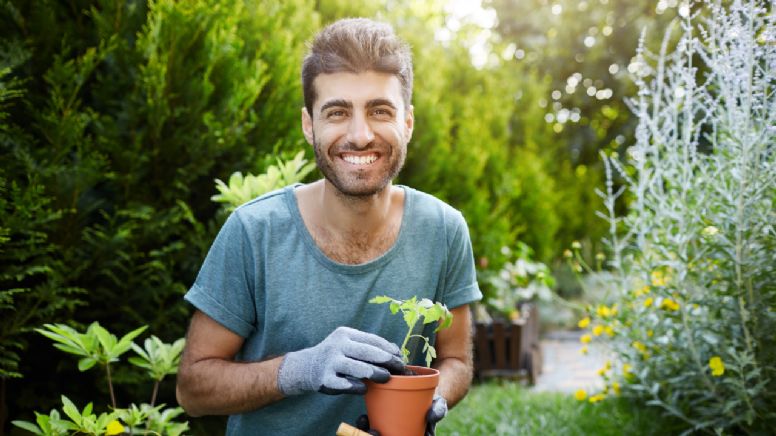 Cómo cuidar la planta del dinero: consejos de profesionales