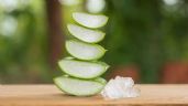 Foto ilustrativa de la nota titulada: Por qué el aloe vera puede dejar el pelo más brillante, según un farmacéutico