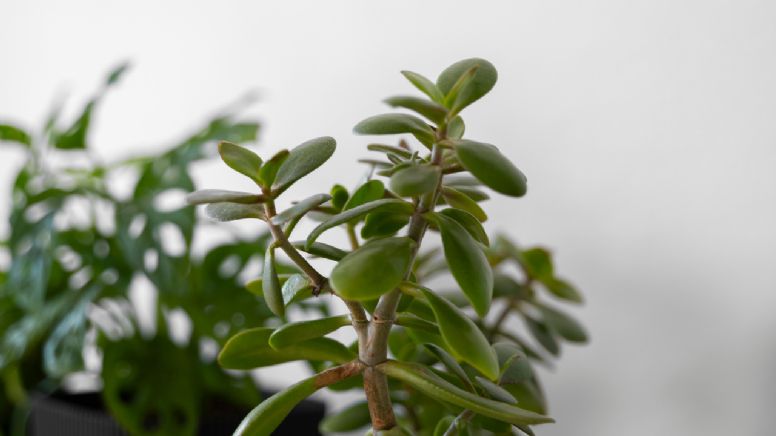 Cómo proteger al árbol de Jade de las hormigas durante el verano