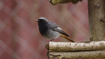 Descubre qué significa que un pajarito visite tu casa