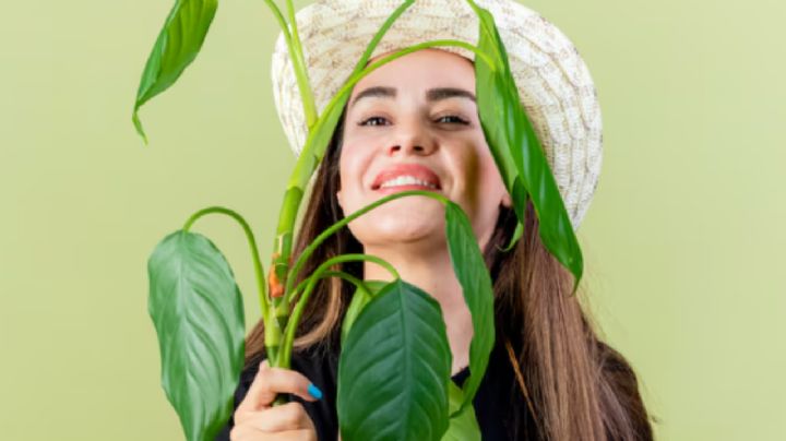 Qué planta debe tener cada signo del zodíaco