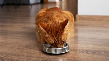 ¿Los gatos pueden comer mandarina?