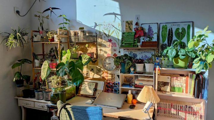 5 plantas de interior que crecen sin la necesidad de la luz solar