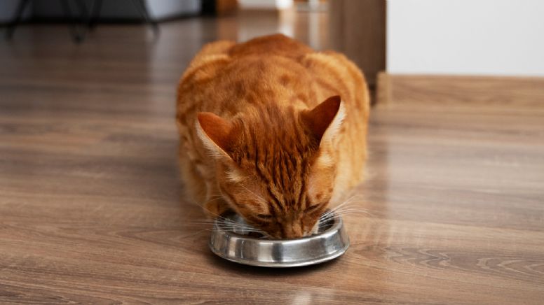 ¿Los gatos pueden comer mandarina?