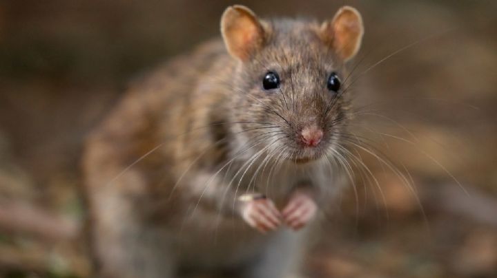 Qué olores sirven para ahuyentar las ratas de la casa