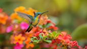 Foto ilustrativa de la nota titulada: 5 flores que atraen a los colibríes: tu jardín estará hermoso