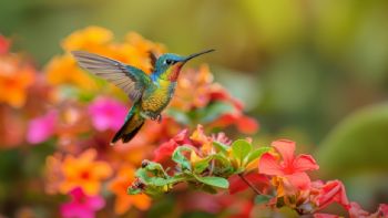 5 flores que atraen a los colibríes: tu jardín estará hermoso