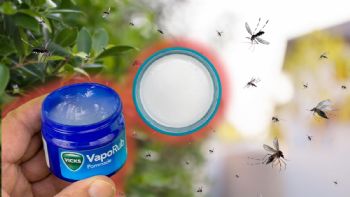 Vicks VapoRub, el arma perfecta para ahuyentar a los mosquitos y ratones