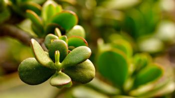 4 motivos por los cuales tu árbol de Jade está perdiendo las hojas