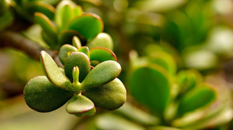 4 motivos por los cuales tu árbol de Jade está perdiendo las hojas