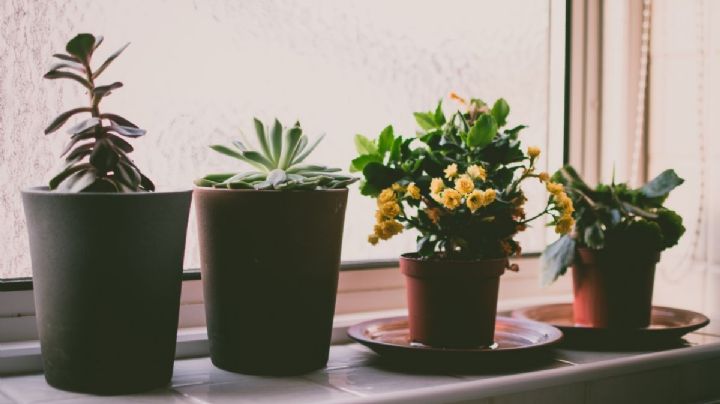 Por qué se secan las puntas de las hojas de las plantas: causas y soluciones posibles