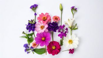 Cuál es la flor nacional de Colombia y por qué fue elegida