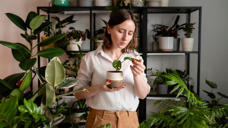 5 plantas que no necesitan luz solar y que son ideales para quienes no están nunca en casa