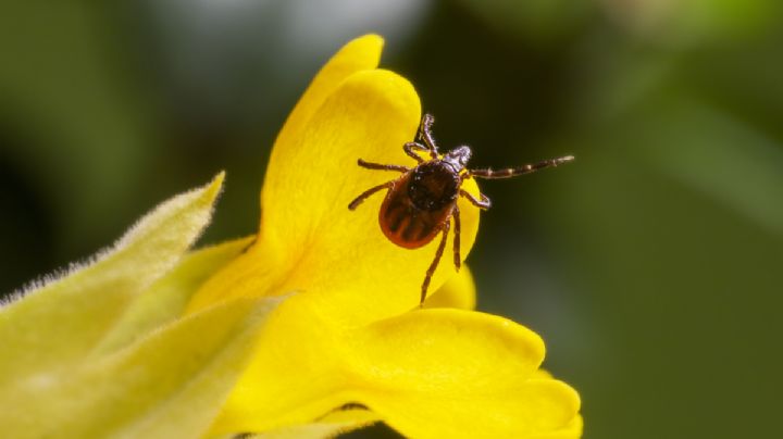 Cómo eliminar garrapatas y pulgas del jardín para que no ataquen a tus mascotas