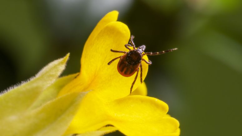 Cómo eliminar garrapatas y pulgas del jardín para que no ataquen a tus mascotas
