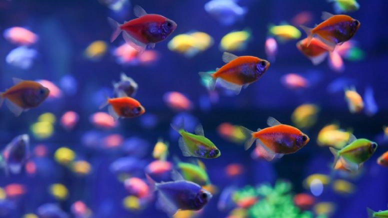 El santuario colombiano que funciona como refugio de fauna marina