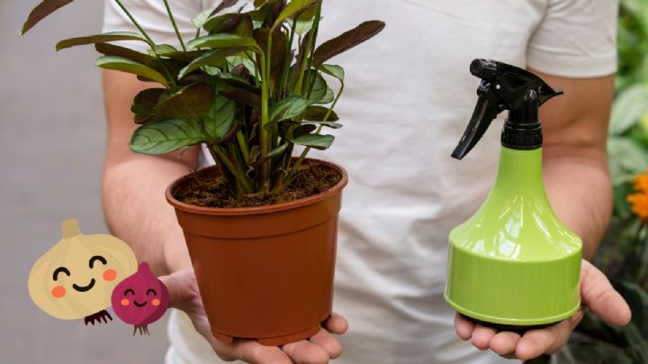 Qué ocurre si colocas media cebolla al lado de tus plantas