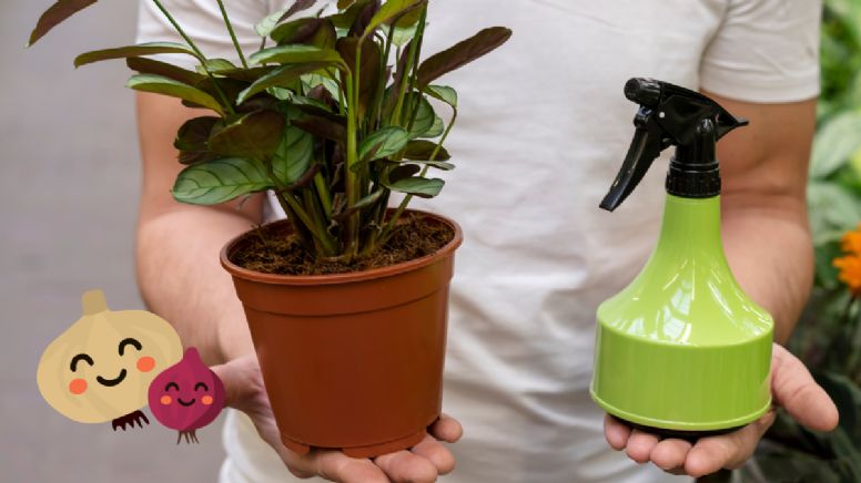 Qué ocurre si colocas media cebolla al lado de tus plantas