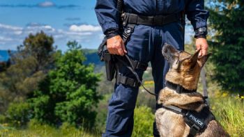 Presentan un proyecto para que los perros no trabajen en seguridad y vigilancia