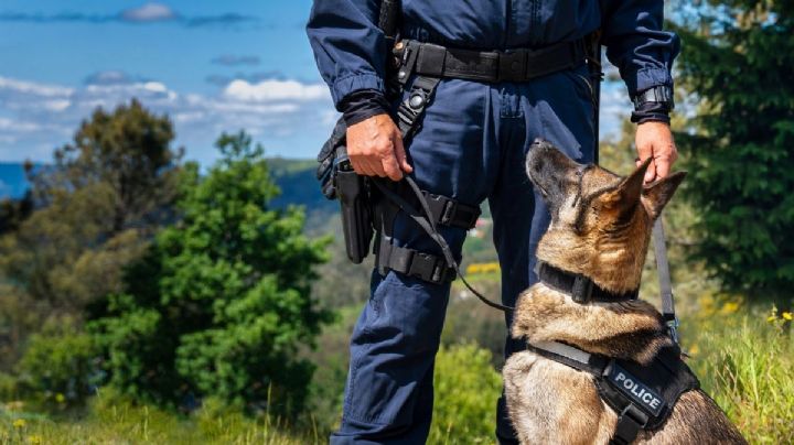 Presentan un proyecto para que los perros no trabajen en seguridad y vigilancia