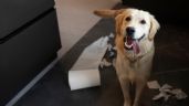 Foto ilustrativa de la nota titulada: Cómo evitar que nuestro perro destroce la casa cuando nos vamos