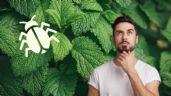 Foto ilustrativa de la nota titulada: 2 plantas aromáticas que eliminarán las chinches de tu hogar