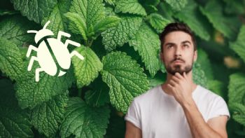 2 plantas aromáticas que eliminarán las chinches de tu hogar