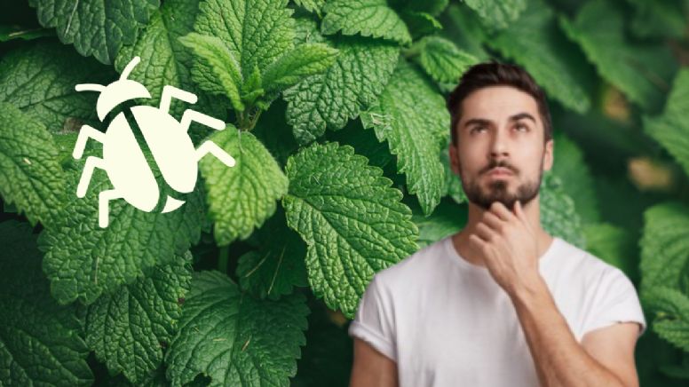 2 plantas aromáticas que eliminarán las chinches de tu hogar