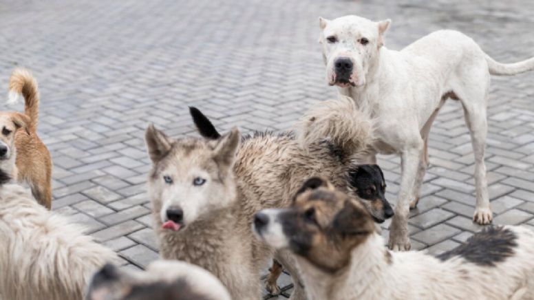 El fallecimiento de un hombre en Bogotá preocupa a sus vecinos: dejó desamparados a sus 21 perros
