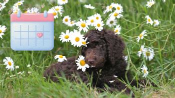 ¿Los perros tienen su primer celo a los seis meses? Esto respondió un veterinario: 'Esto es de por vida. No hay menopausia’