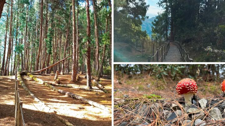 Orgullo nacional: el mejor sendero de Bogotá ideal para conectarte con la naturaleza y el aire puro