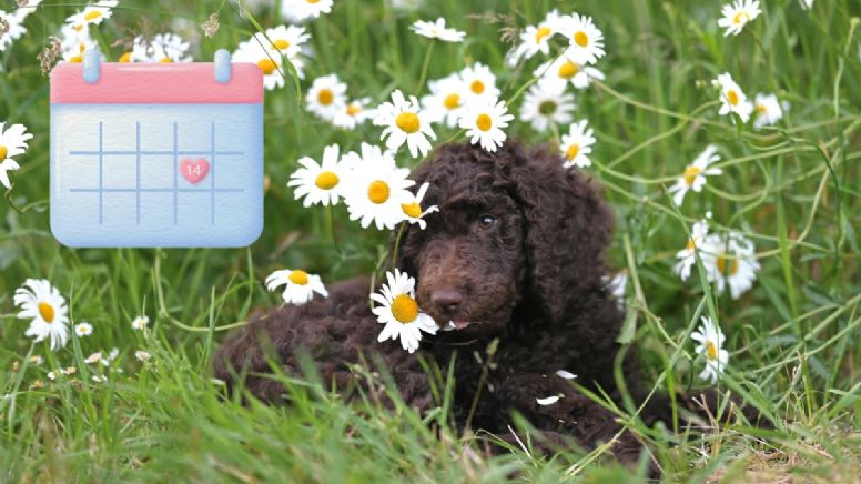 ¿Los perros tienen su primer celo a los seis meses? Esto respondió un veterinario: 'Esto es de por vida. No hay menopausia’