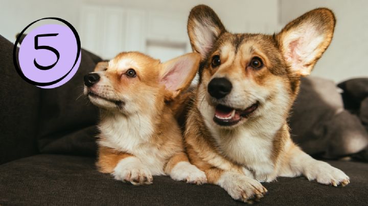 Estas son las cinco mejores razas de perros de tamaño chico ideales para un apartamento: se adaptan mejor al espacio