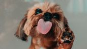 Foto ilustrativa de la nota titulada: La dura advertencia de veterinario a los dueños de mascotas que se dejan lamer: “Es un riesgo de salud”