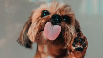 La dura advertencia de veterinario a los dueños de mascotas que se dejan lamer: “Es un riesgo de salud”