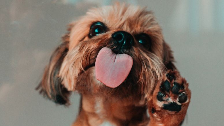 La dura advertencia de veterinario a los dueños de mascotas que se dejan lamer: “Es un riesgo de salud”