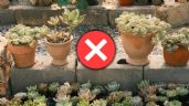Foto ilustrativa de la nota titulada: Despídete de las aburridas macetas de barro, estas son 3 ideas en tendencia para reemplazarlas