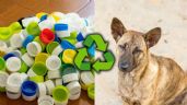 Foto ilustrativa de la nota titulada: Si tienes tapitas en casa, posees un tesoro: la iniciativa en Bogotá que podría ayudar a miles de animales