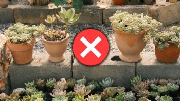 Despídete de las aburridas macetas de barro, estas son 3 ideas en tendencia para reemplazarlas