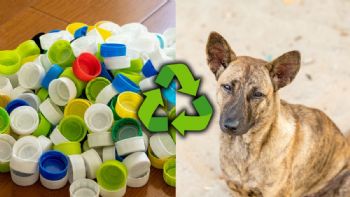 Si tienes tapitas en casa, posees un tesoro: la iniciativa en Bogotá que podría ayudar a miles de animales