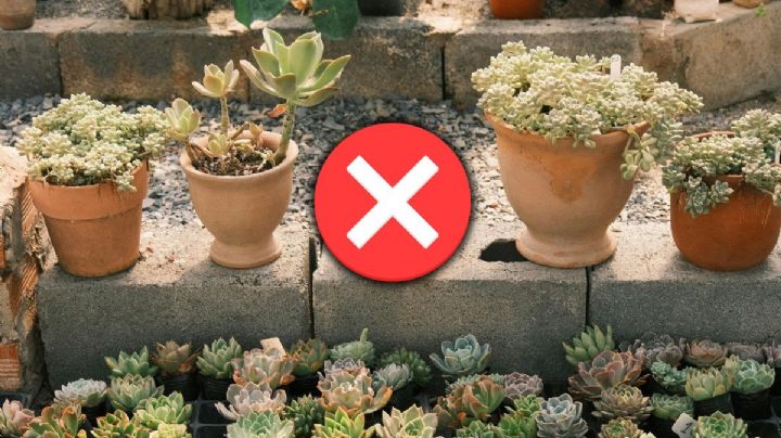 Despídete de las aburridas macetas de barro, estas son 3 ideas en tendencia para reemplazarlas