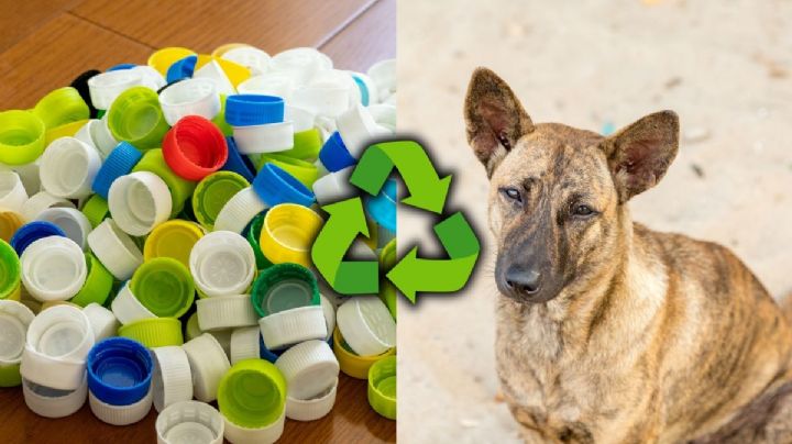 Si tienes tapitas en casa, posees un tesoro: la iniciativa en Bogotá que podría ayudar a miles de animales