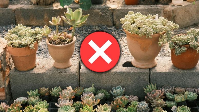 Despídete de las aburridas macetas de barro, estas son 3 ideas en tendencia para reemplazarlas