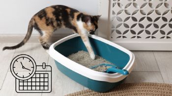 Expertos coinciden en cada cuánto tiempo se debe limpiar el arenero del gato y cuál es el método correcto