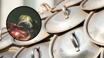 Cómo atraer colibríes usando las tapas de ollas viejas: aprende a hacer un comedero al estilo DIY