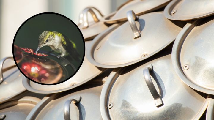 Cómo atraer colibríes usando las tapas de ollas viejas: aprende a hacer un comedero al estilo DIY