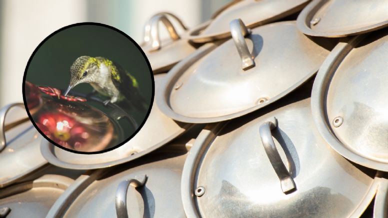 Cómo atraer colibríes usando las tapas de ollas viejas: aprende a hacer un comedero al estilo DIY