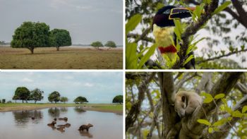 Dónde hacer el mejor safari llanero de Casanare: con casi 9.000 hectáreas de extensión
